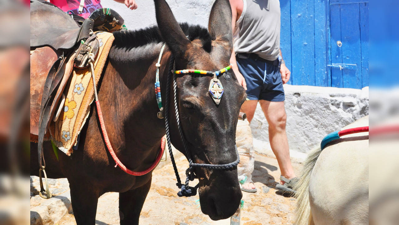 Candidate from Bihar's Gopalganj Rides Donkey to File for Nominations