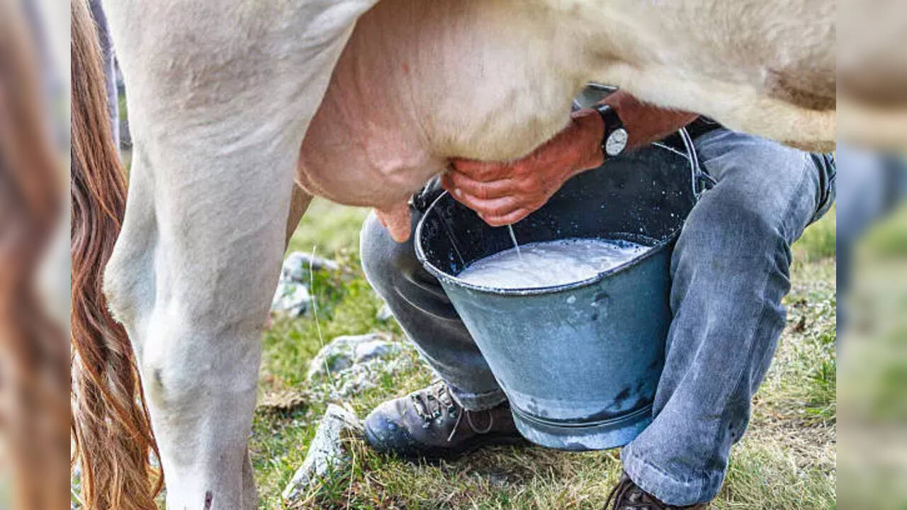 milking cows