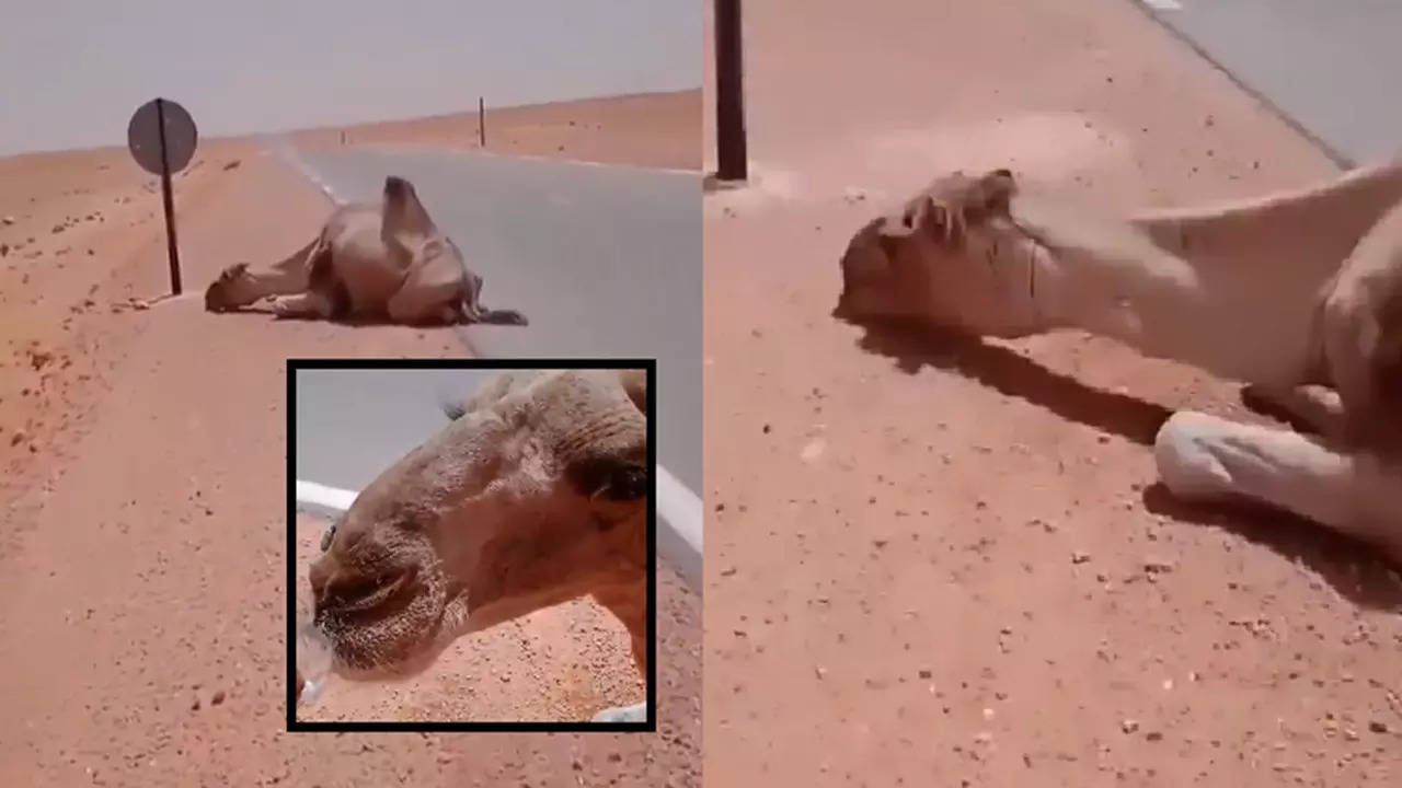 Thirsty Camel Video (Photo: X)