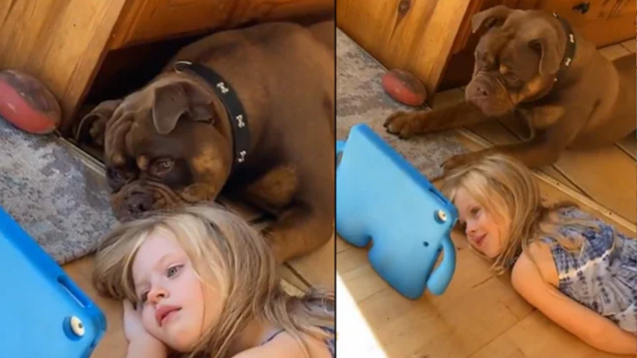 Viral Video: Parents Get Dog For Kid to Reduce Her Screen Time, But It Backfires Hilariously. Watch