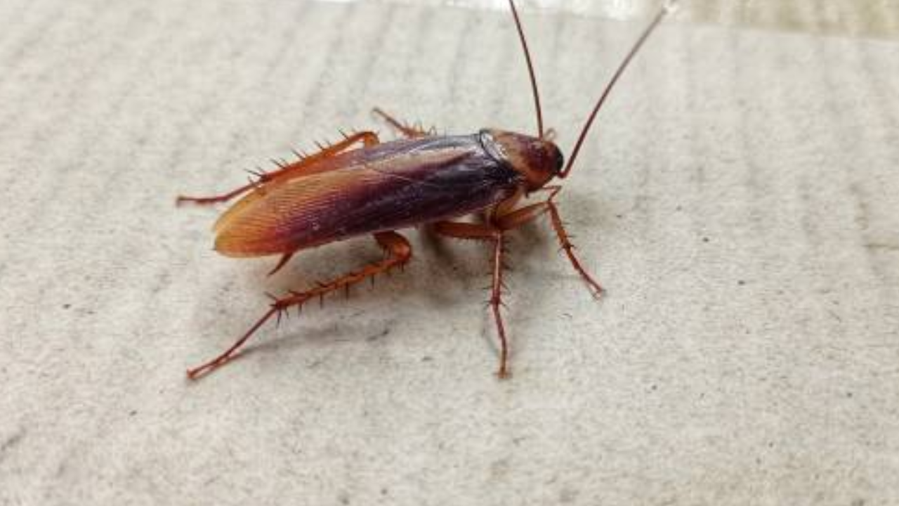 Hyderabad: Live Cockroaches, Fungus Found During Inspection of Ice ...