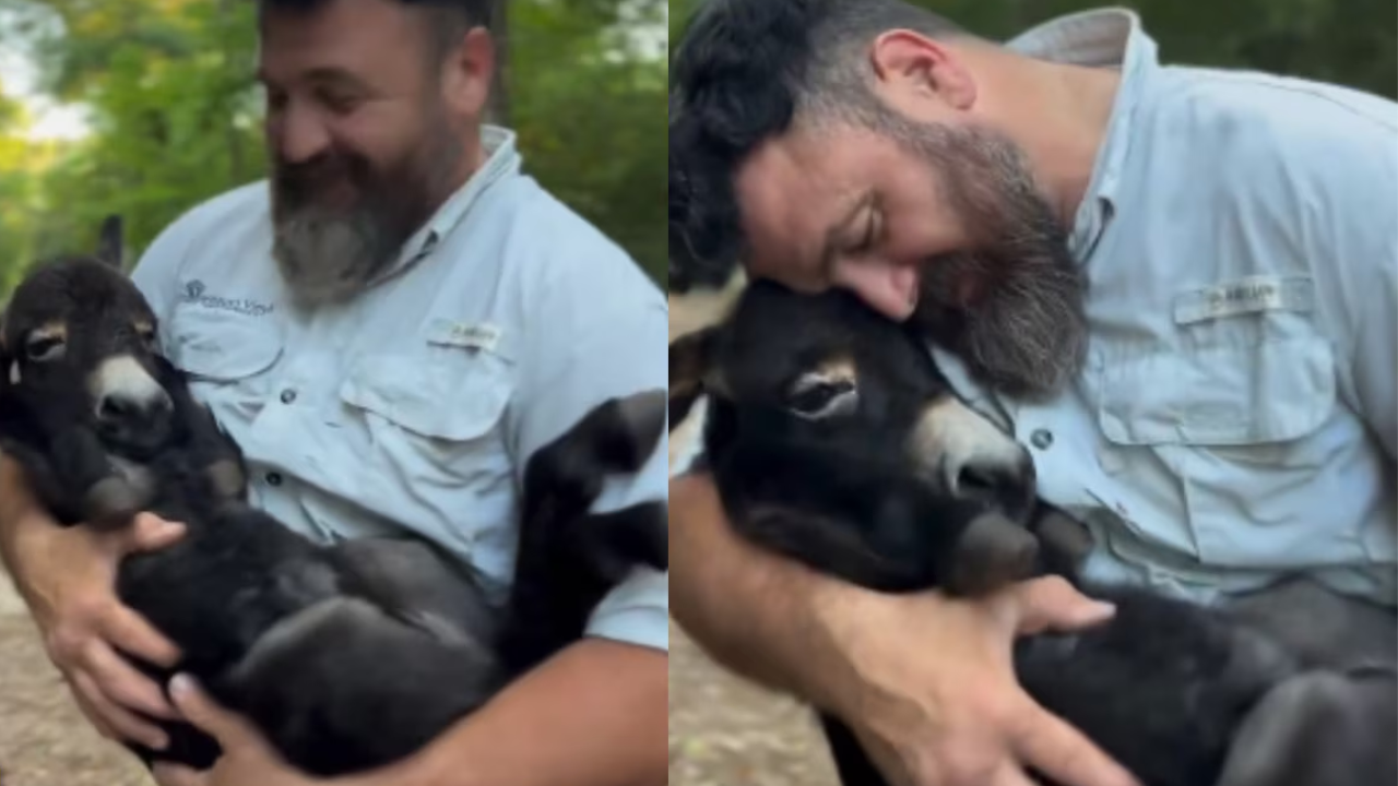 Viral Video: Watch This Man's Heartwarming Cuddle With Baby Donkey, It's Pure Joy