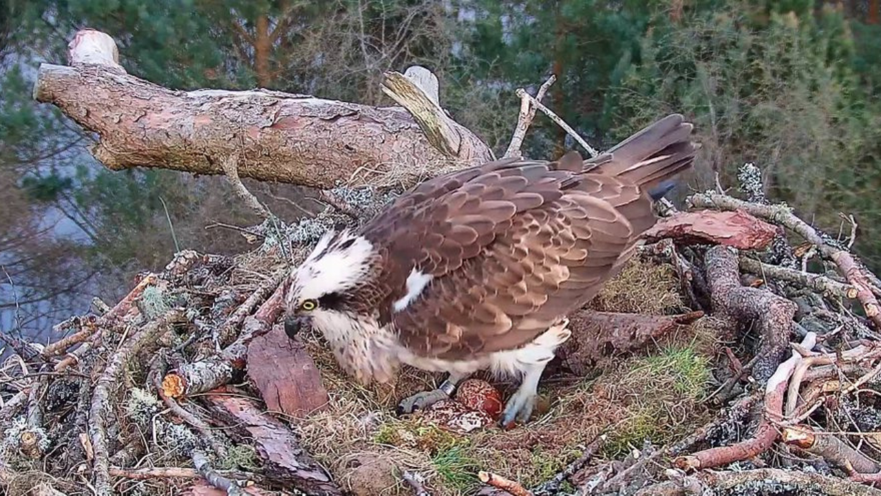 Loch of the lowes ospreys