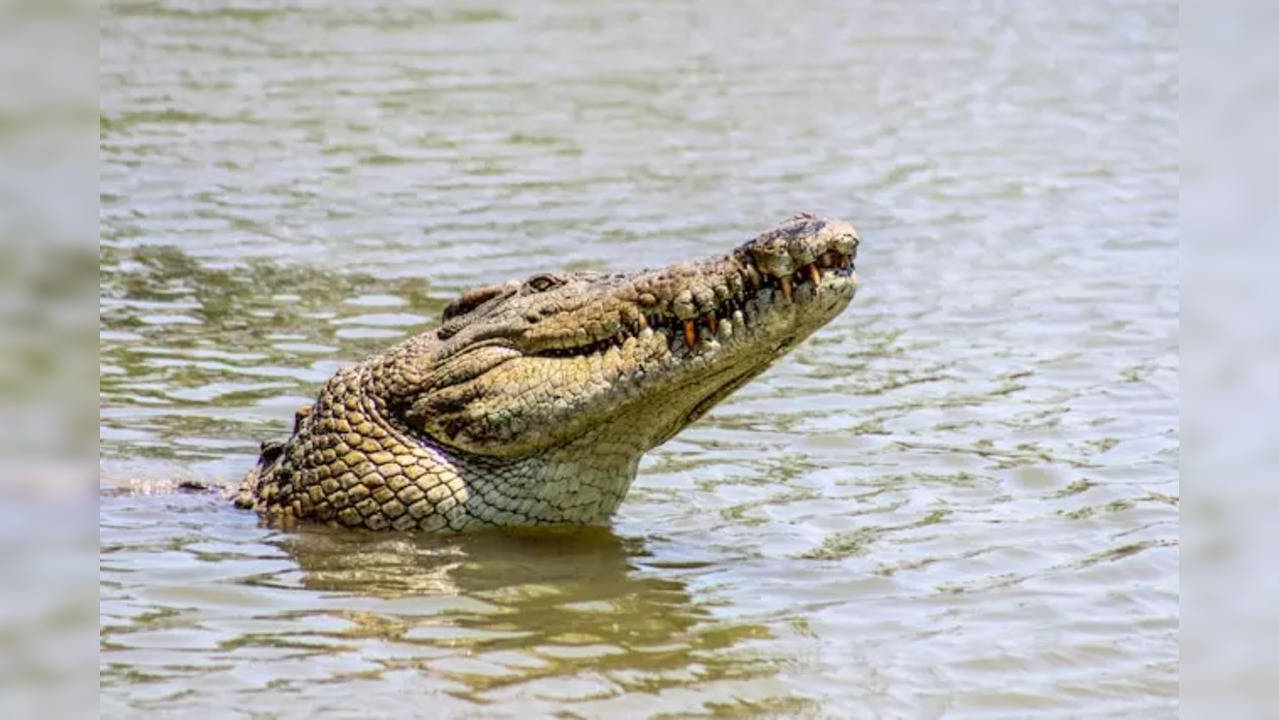 Woman Throws 6-Year-Old Disabled Son Into Crocodile-Infested River, Reason Will Leave You in Shock | Times Now