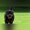 Chennai 5-Year-Old Girl Gravely Injured After Two Rottweiler Dogs Attack Her in Park
