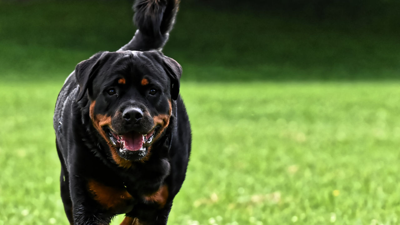 Rottweiler