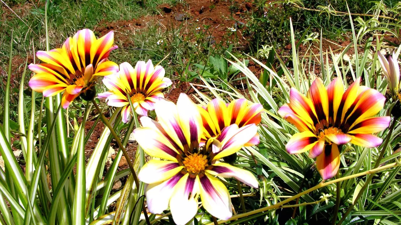 Ooty's annual flower show will be held from May 10-20 this year. Credit: Canva