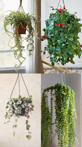 Most Exotic Hanging Plants To Keep At Home