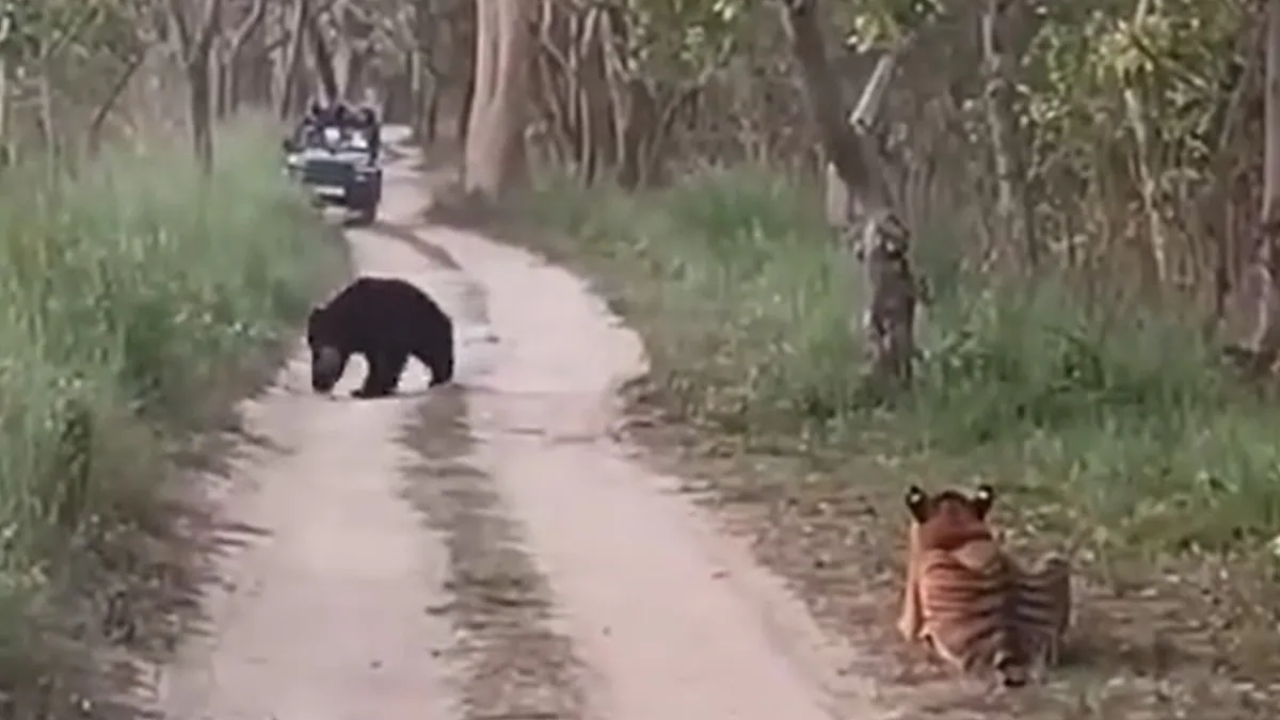 ‘Rarest of the Rare’: Confrontation Between Tigress, Bear Caught on Cam ...