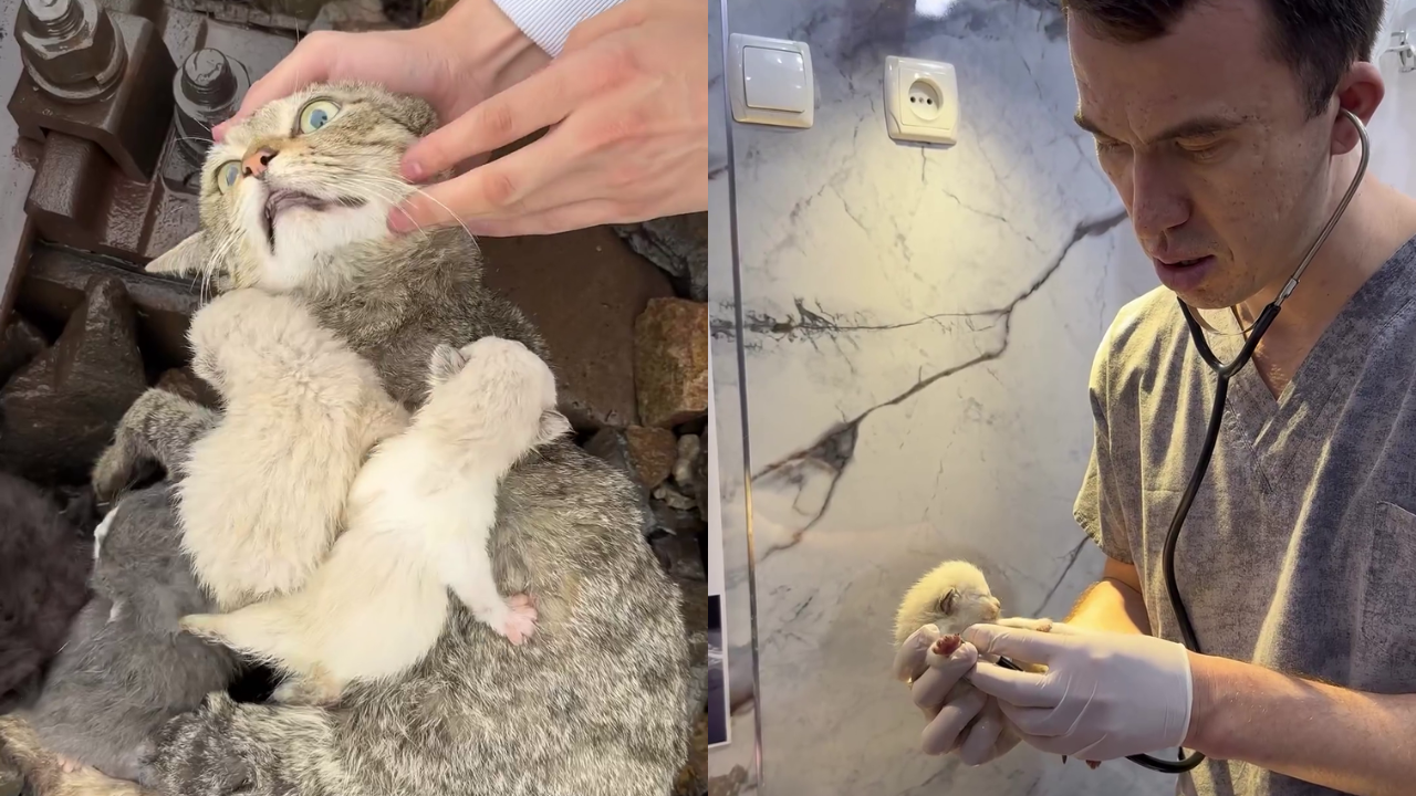 This Touching Viral Video Of Man Rescuing Cat & Her Kittens Has Over 100 Million Views. Watch