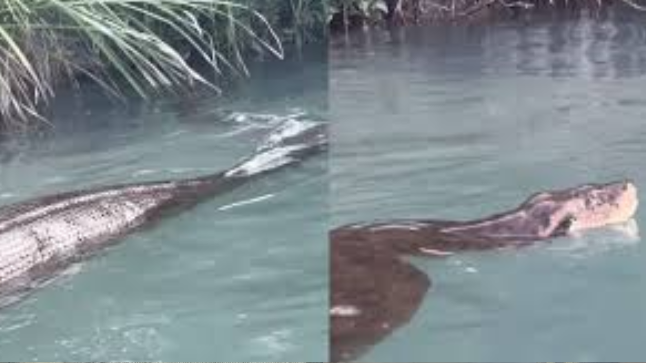 Viral Video: Man's Daredevil Swim With Anaconda in Brazil Proves Cameraman Never Dies. Watch