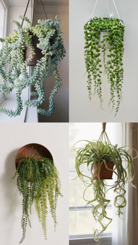 10 Low-Maintenance Hanging Plants For Balcony