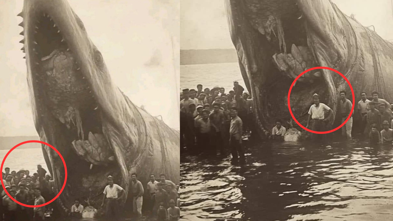 Hoggie Hogganfield Loch Monster Photo From 1930 Real? Truth Behind Viral  Image | Times Now