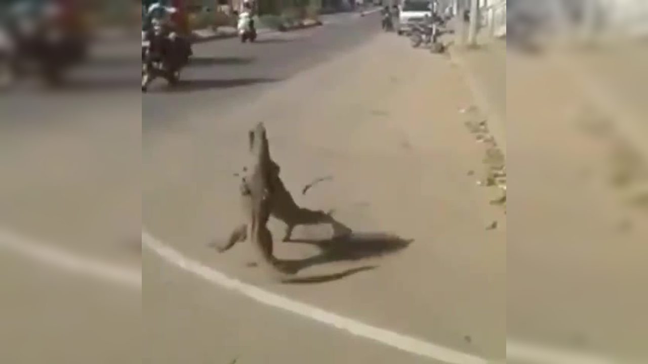 ‘Street Kalesh’: Monitor Lizards Wrestle on the Road in Viral Video