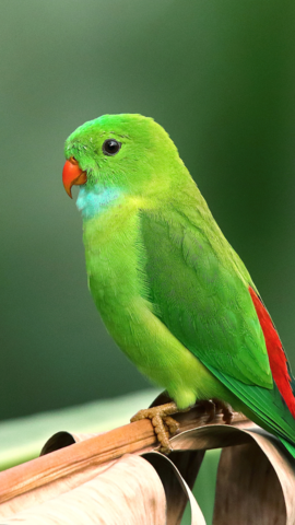 Tips To Attract Parrots To Your Balcony