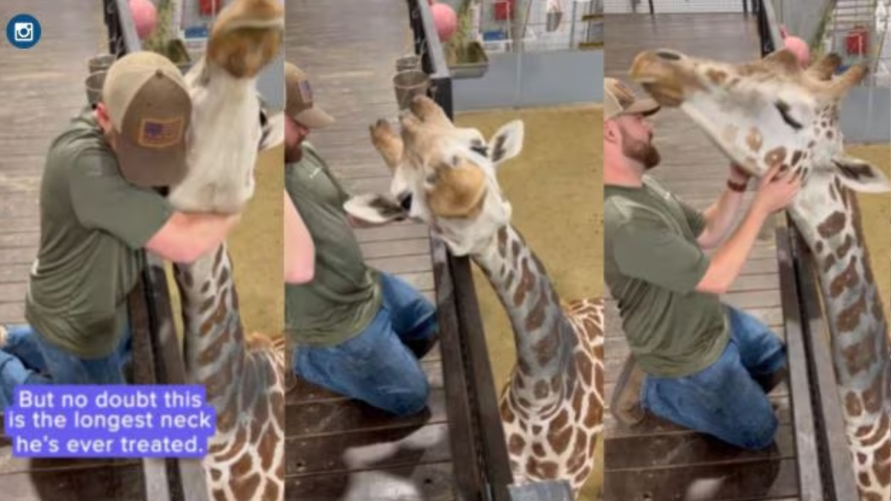 Video of Oklahoma chiropractor Performing Neck Adjustments on Giraffe ...