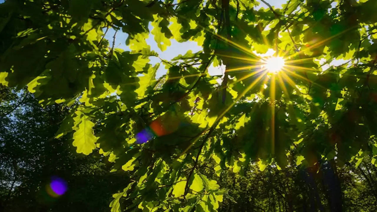 Sunlight Vitamin D (Photo: Freepik)