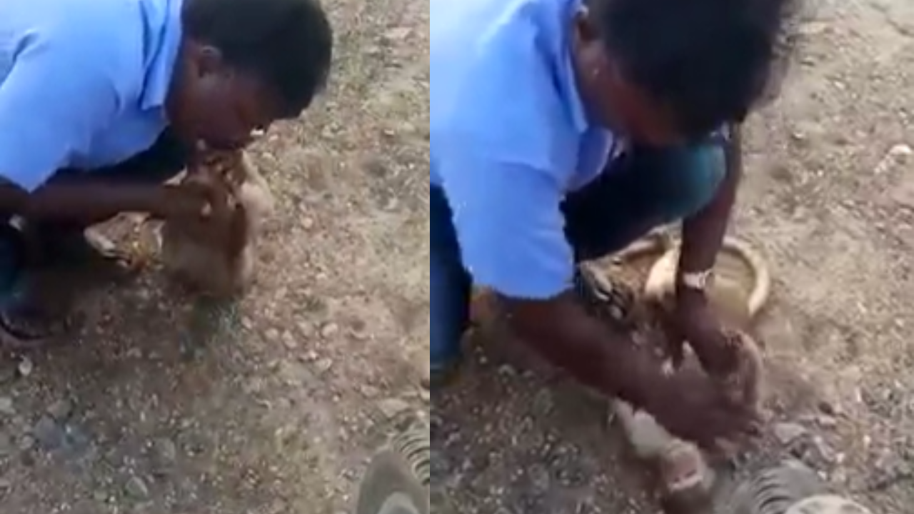 Man Saves Monkey's Life with CPR in Tamil Nadu – Heartwarming Video.