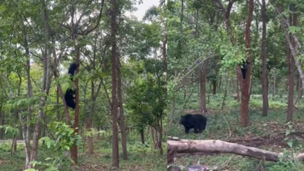 Can Bears Really Climb Trees? This Heartwarming Viral Video Busts Myth. Watch