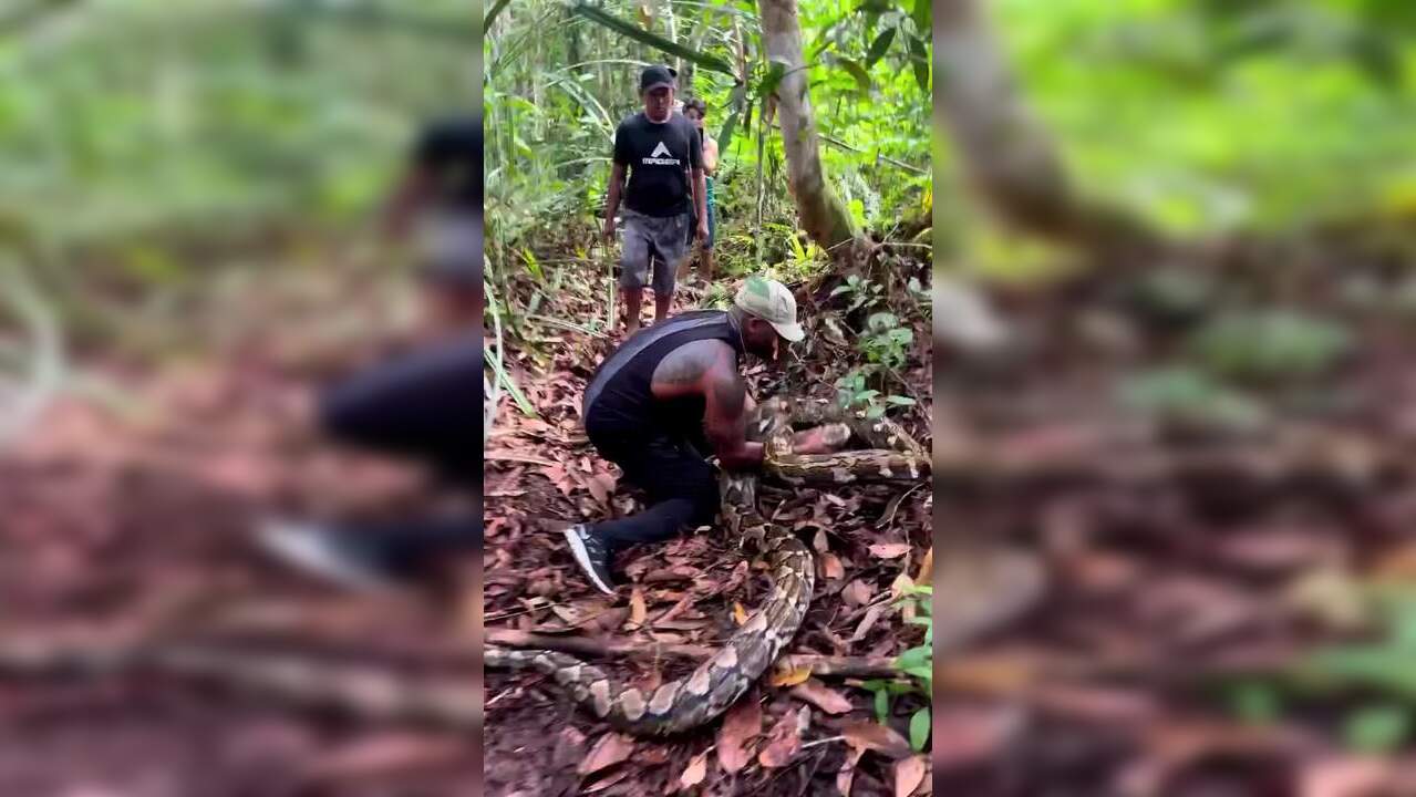 Watch: Man Takes on Giant 14-Foot Python in Jaw-Dropping Viral Video ...