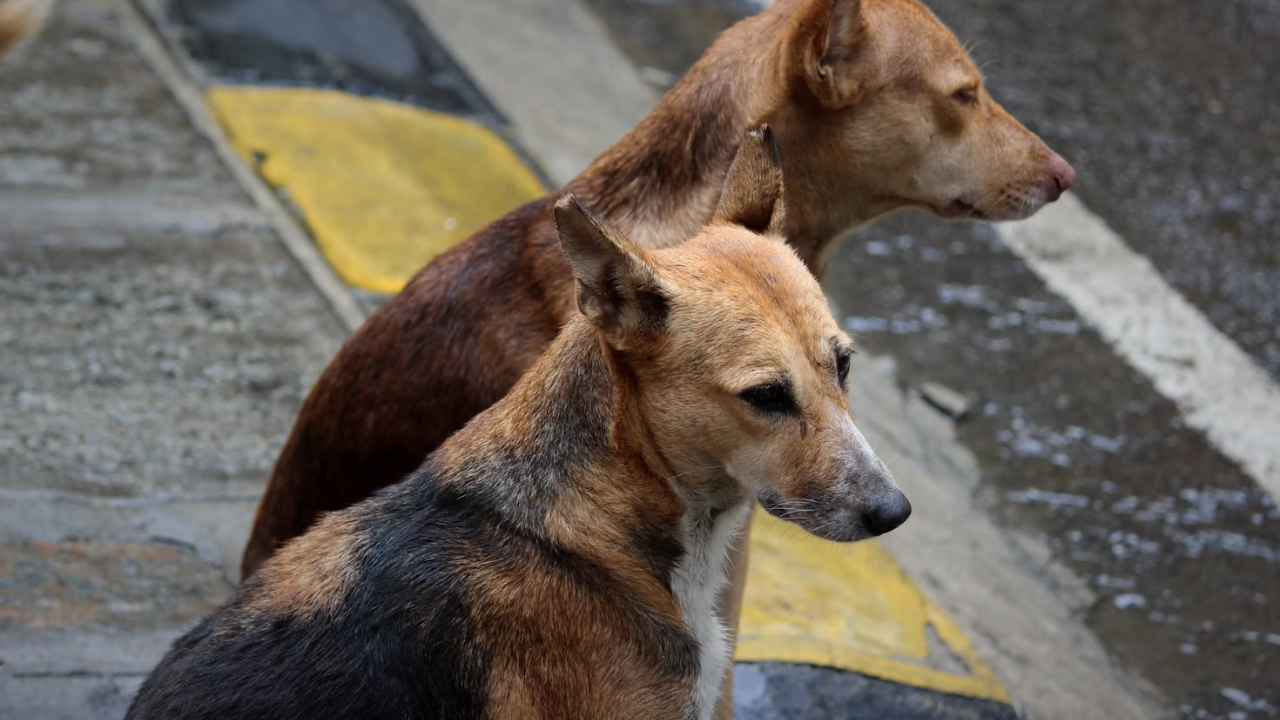 Street Dogs