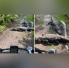 Viral Video Wildlife Photographers Encounter with Alligators Will Leave You in Splits