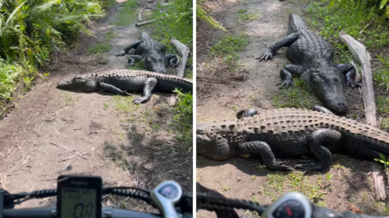 Viral Video: Wildlife Photographer's Encounter with Alligators Will Leave You in Splits