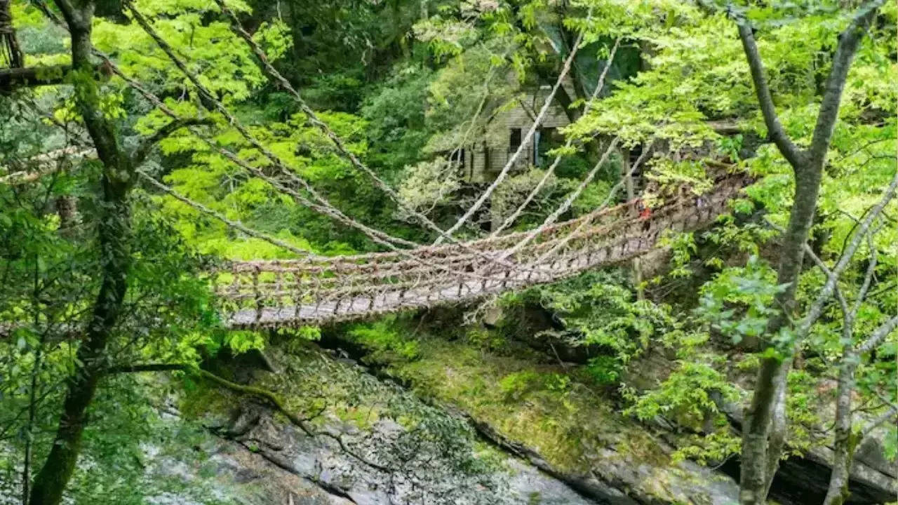 bridge made of tree vines people tremble while crossing