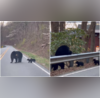 Viral Video of Mother Bear Safely Crossing Road with Cubs Is Too Cute To Miss