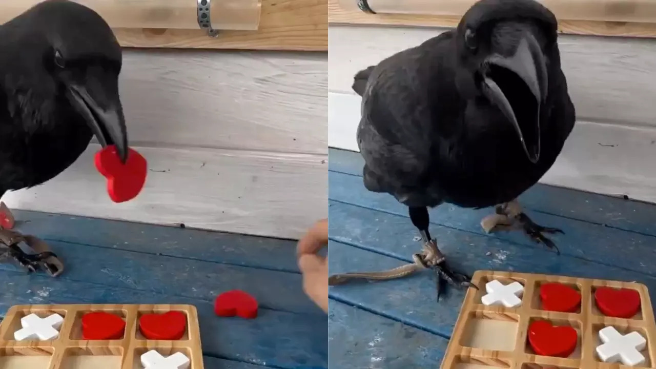 Gosha, the raven, plays a Tic-tac-toe game with Alexander and wins. | Via @voron_gosha_tv/Instagram