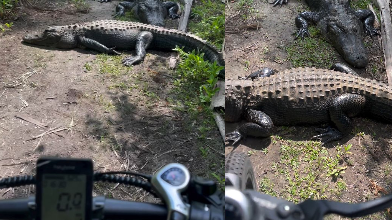 Caught on Cam: Alligators Block Way of Cyclist in South Florida, Here’s ...