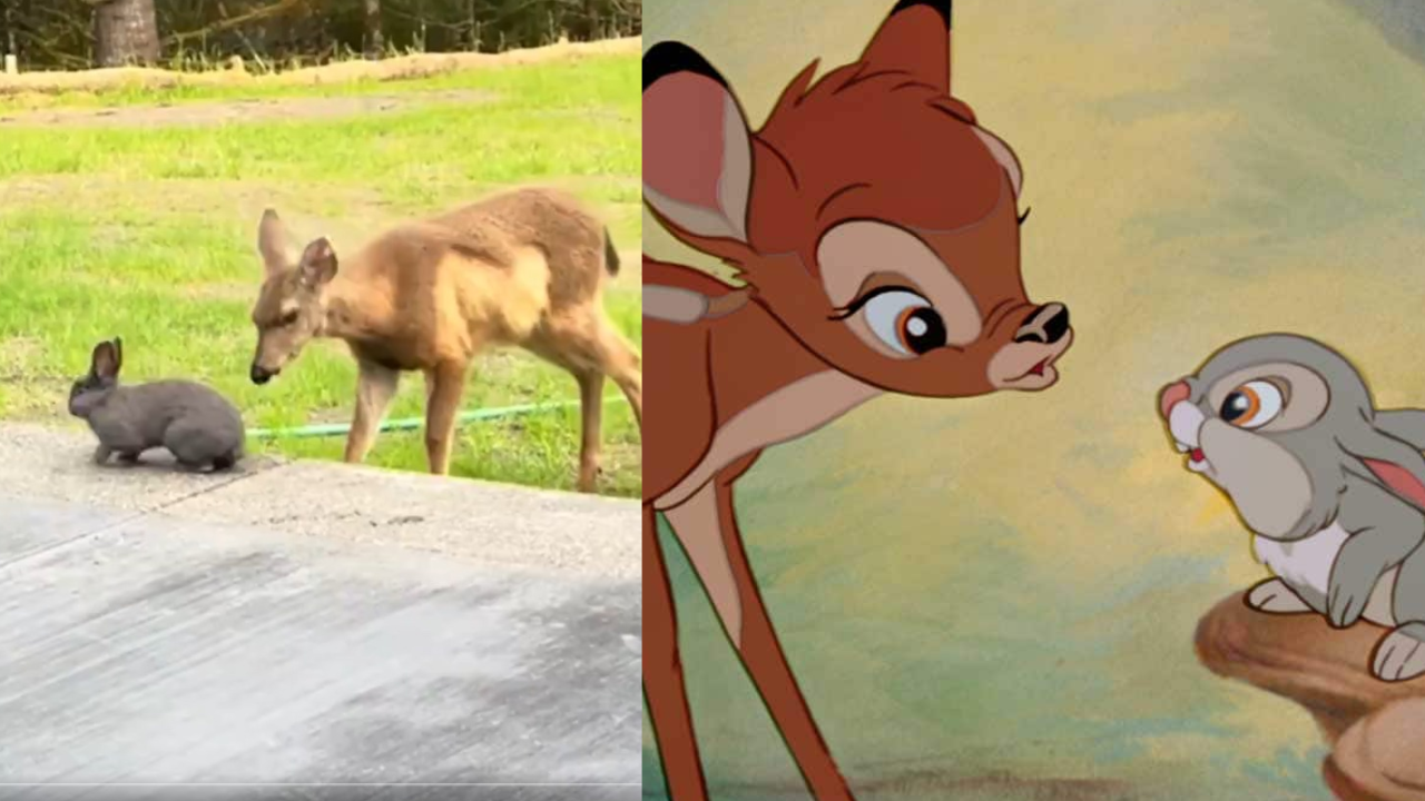 The video was shared on X showing a real-life Bambi and Thumper.