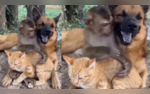 Viral Video This Cute Friendship Among Cat Dog and Monkey Will Melt Your Heart