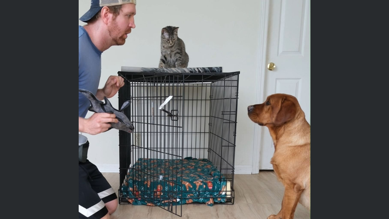 Watch: This Viral Video of Man Teaching Dog to Close Cage Door Will Make Your Day