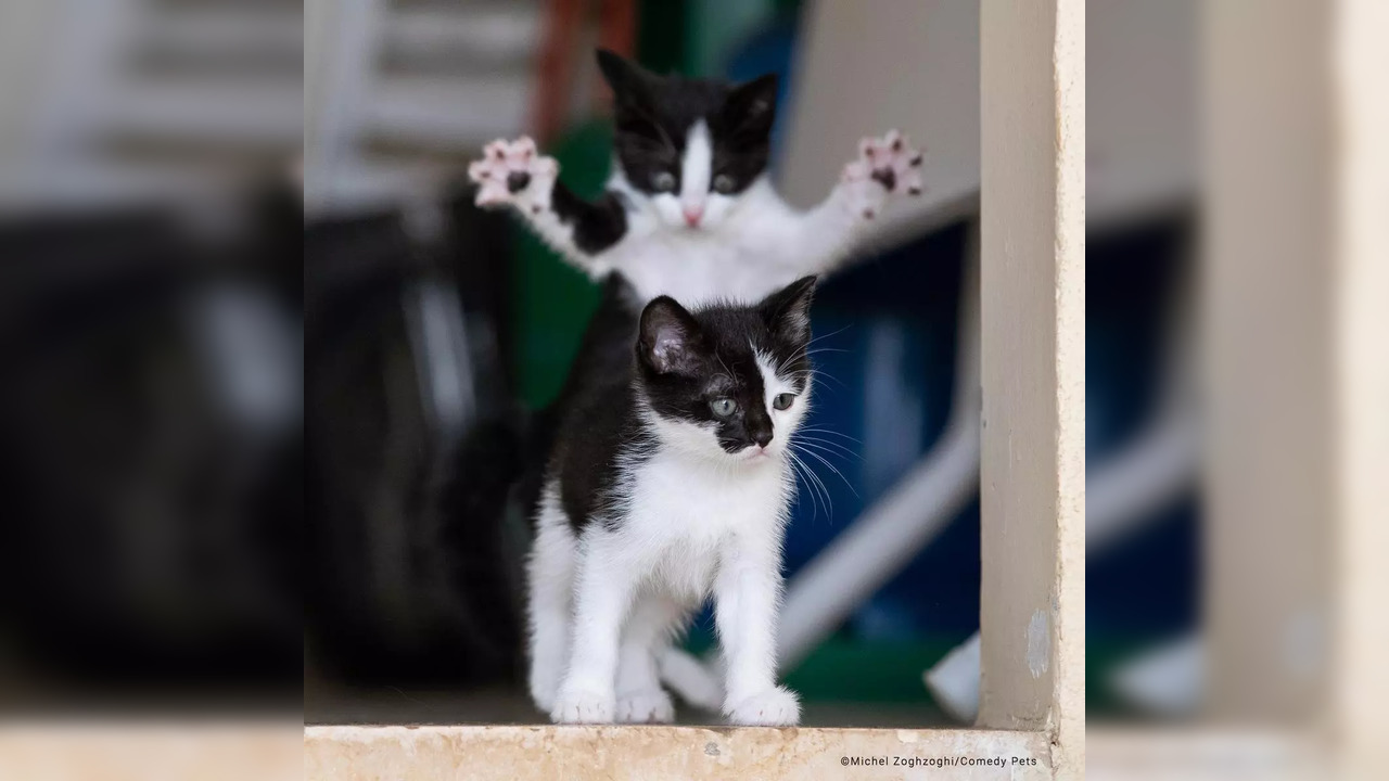 2023 Comedy Pet Photography Awards Overall and Cat category winner: 'A Life Changing Experience'.  Michel Zoghzoghi