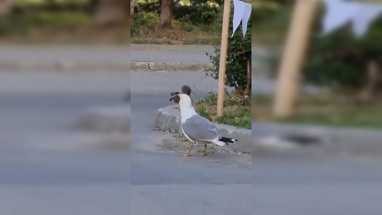 Watch: Seagull Devours Squirrel Whole in Jaw-Dropping Viral Video