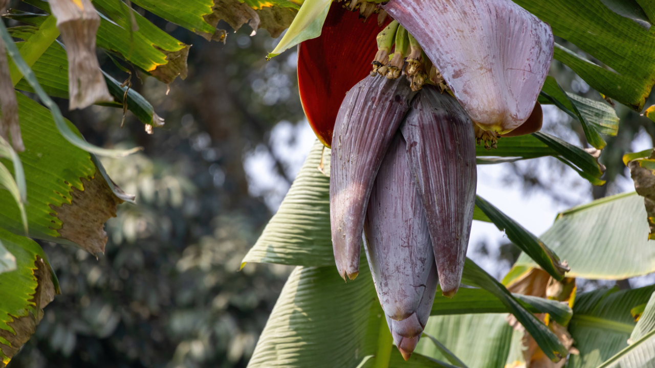 Banana Flower Poriyal To Chips: 6 Dishes To Enjoy With Banana Blossom This Weekend