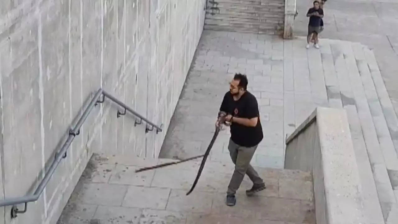 watch: 6-foot long cobra rescued by wildlife expert from riverfront in ahmedabad