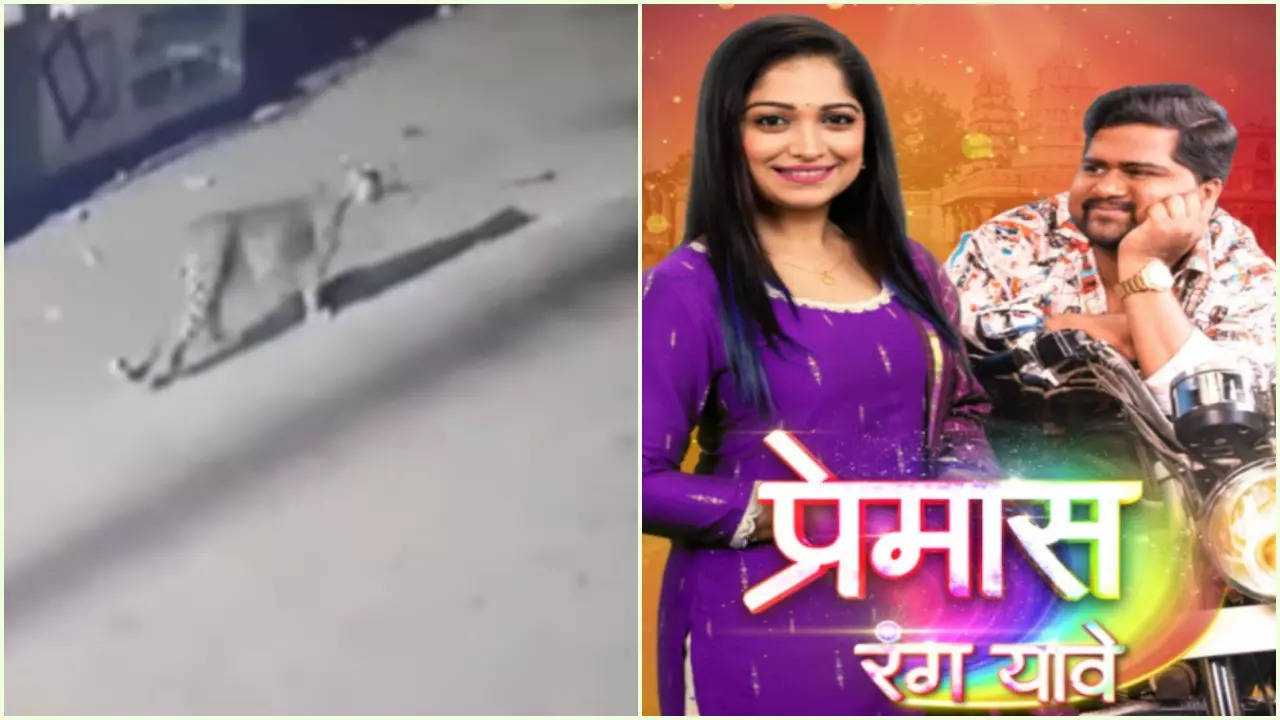 Leopard Enters Sets Of Marathi Show Premas Rang Yave, Video Goes Viral