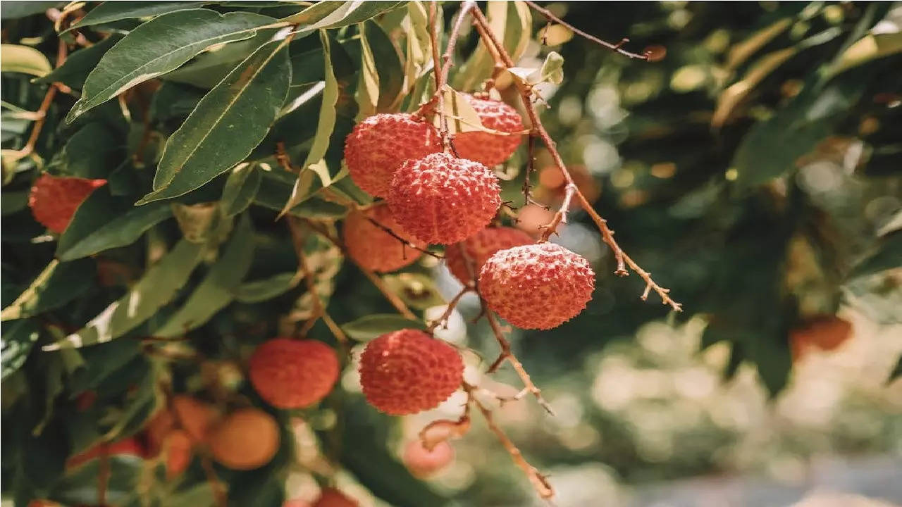 litchi benefits