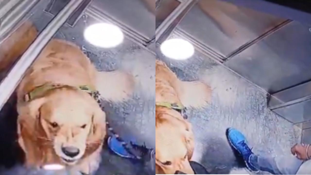 CCTV footage from a Gurugram society captured a dog walker repeatedly hitting a pet golden retriever inside an elevator. (Credits: Twitter/@TheViditsharma)
