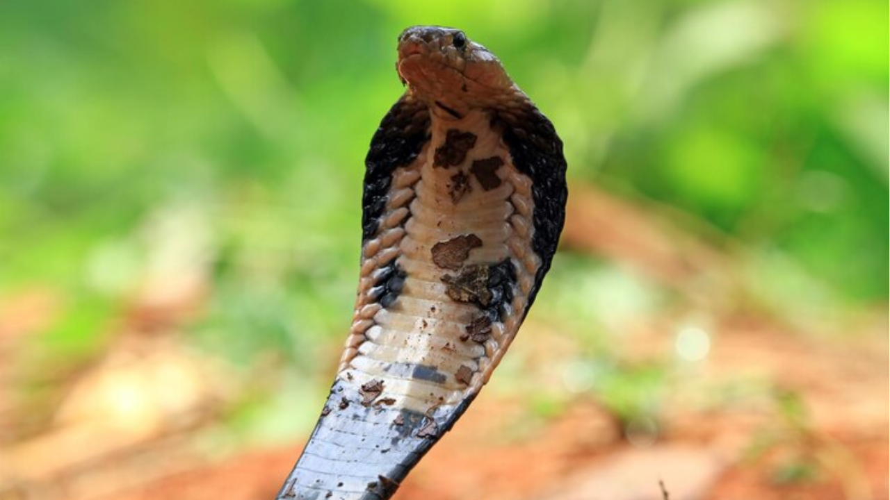 Watch: Terrifying Viral Video Reveals Shocking Effects of Snake Venom on Human Blood