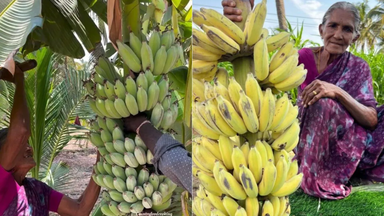 Viral Video: Elderly Woman's Genius Hack for Naturally Ripening Bananas Leaves Netizens Stunned