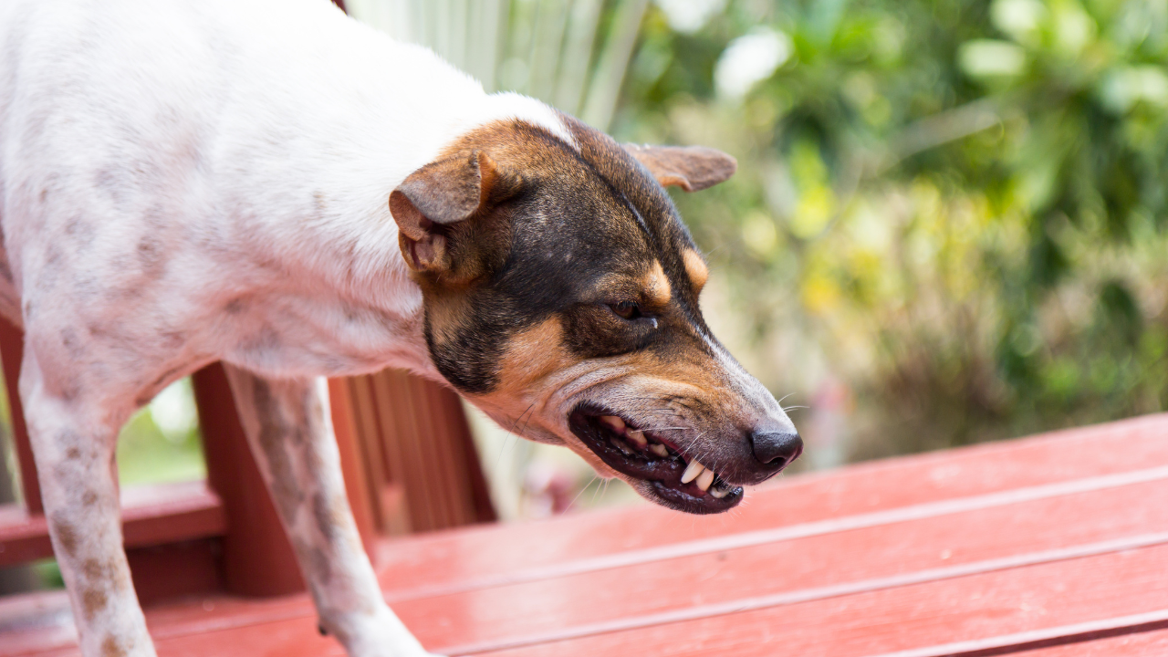 5-Month-Old Mauled To Death By Stray Dog After It Enters Home