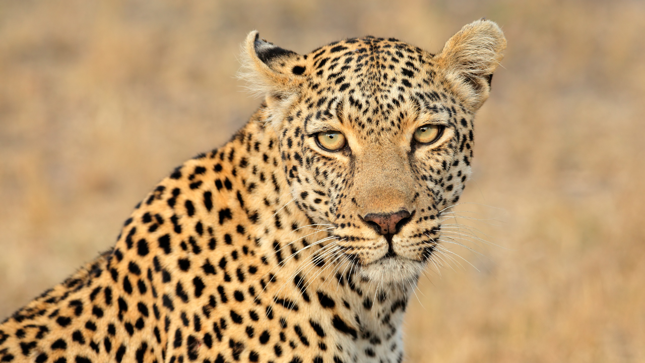 Leopard Safaris: 5 Best Places To Spot This Majestic Animal In India