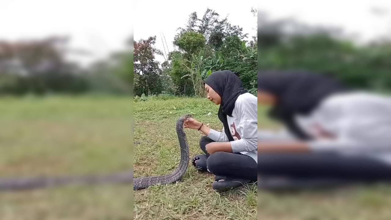 Viral Video: Fearless Woman Stuns Internet with Kiss on Huge King Cobra ...