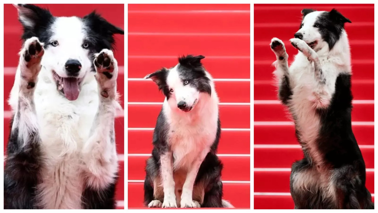 Cannes 2024: Messi, The Adorable Dog From Anatomy Of A Fall, Makes His Red Carpet Debut | WATCH