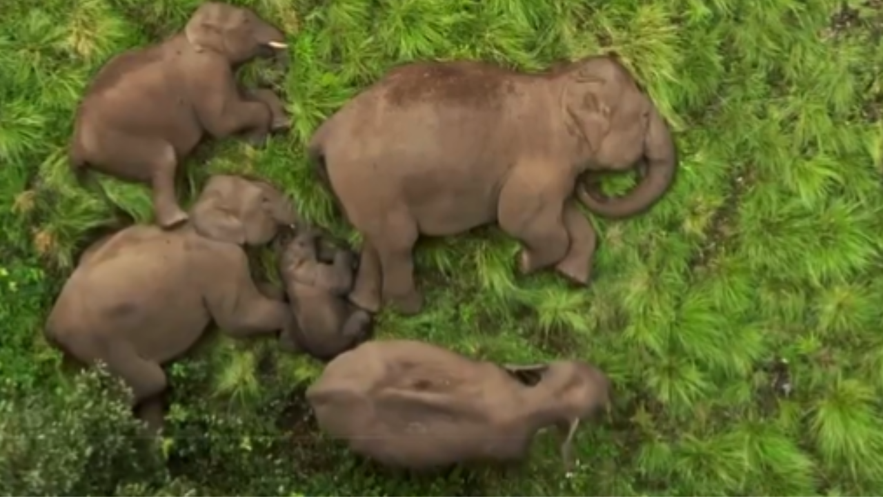 Video Shows Elephant Family's Protective Love for Baby in the Wild.