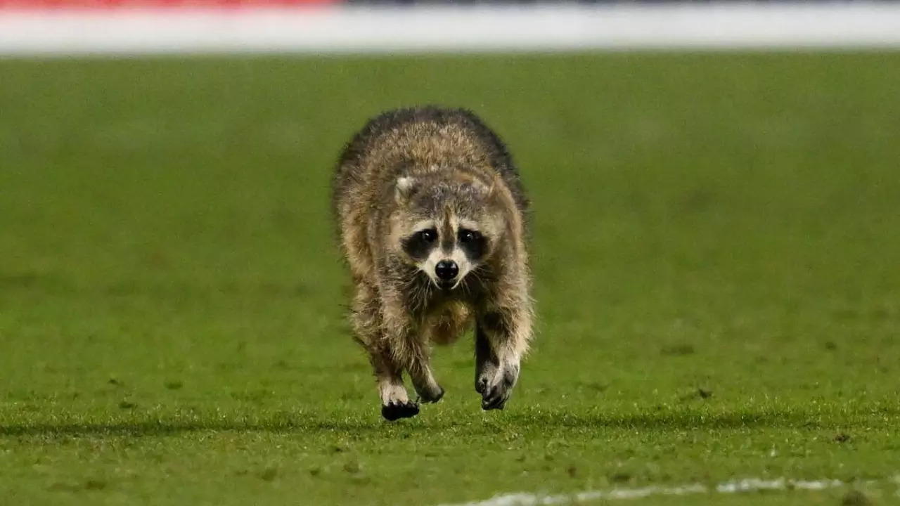 A raccoon evades capture during a Major League Soccer Game between Philadelphia Union and New York City FC at Subaru Park in Chester, Pennsylvania on May 15, 2024. | Icon Sportswire/Getty Images