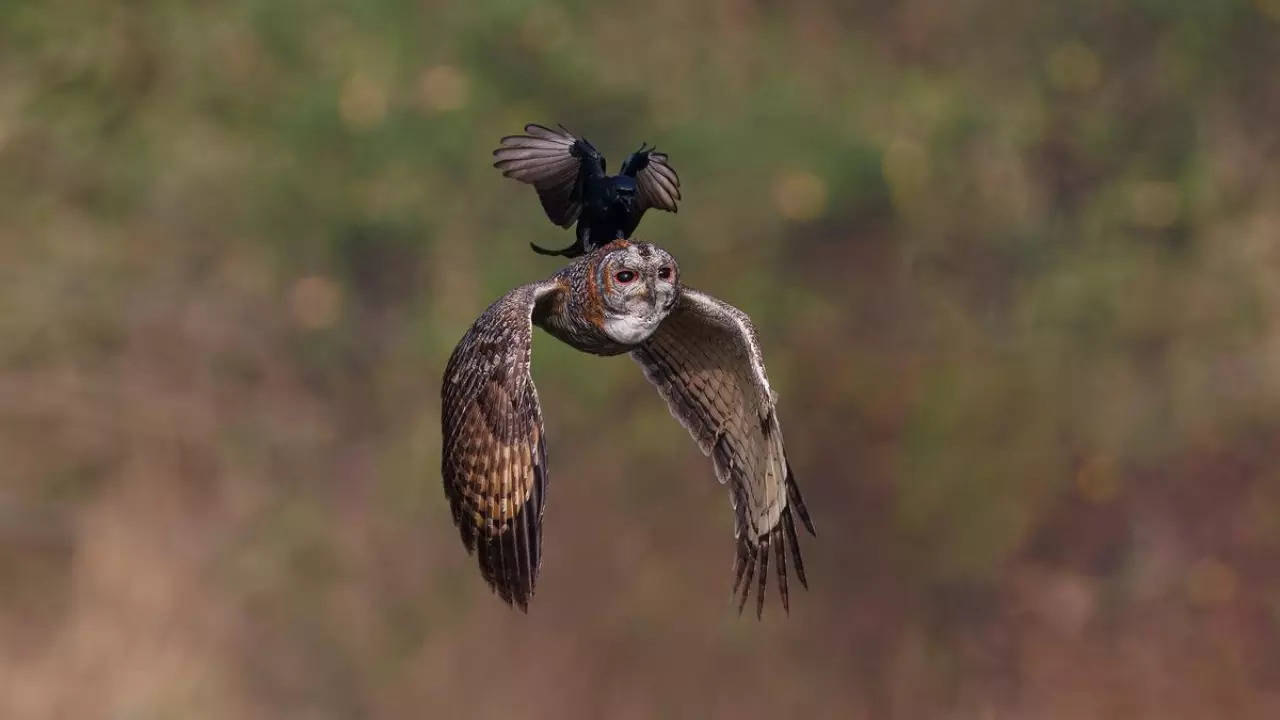 A black drongo harasses a mottled wood owl in this 35AWARDS-winning image. | Hari K Patibanda